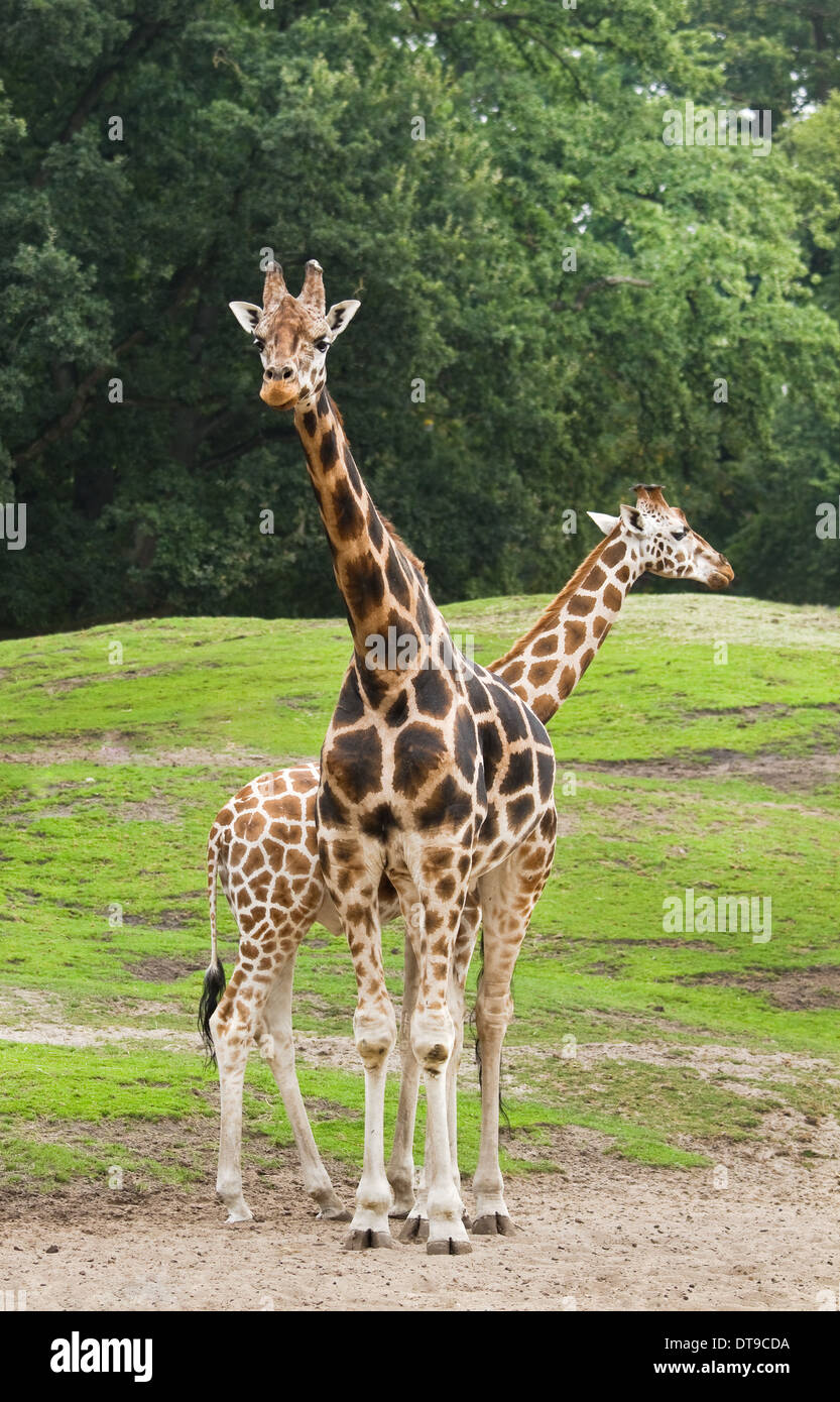 Two giraffes on field with trees in background Stock Photo