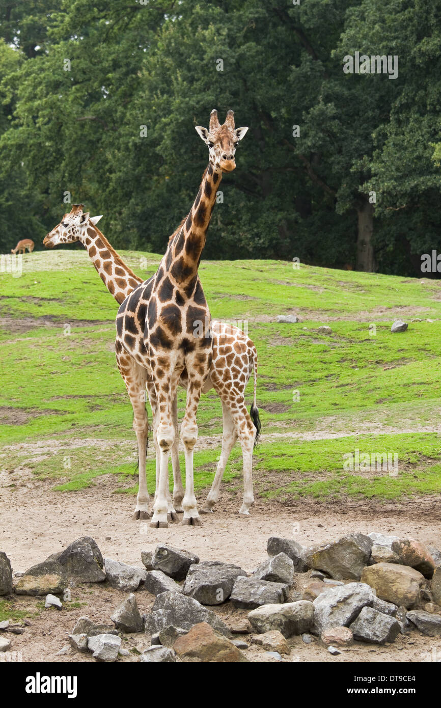 Two giraffes on field with rocks and trees in background Stock Photo