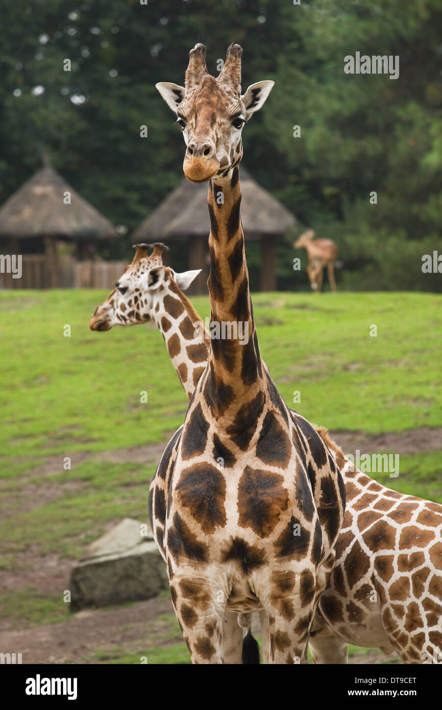 Giraffes on field with thatched huts and trees in background Stock Photo