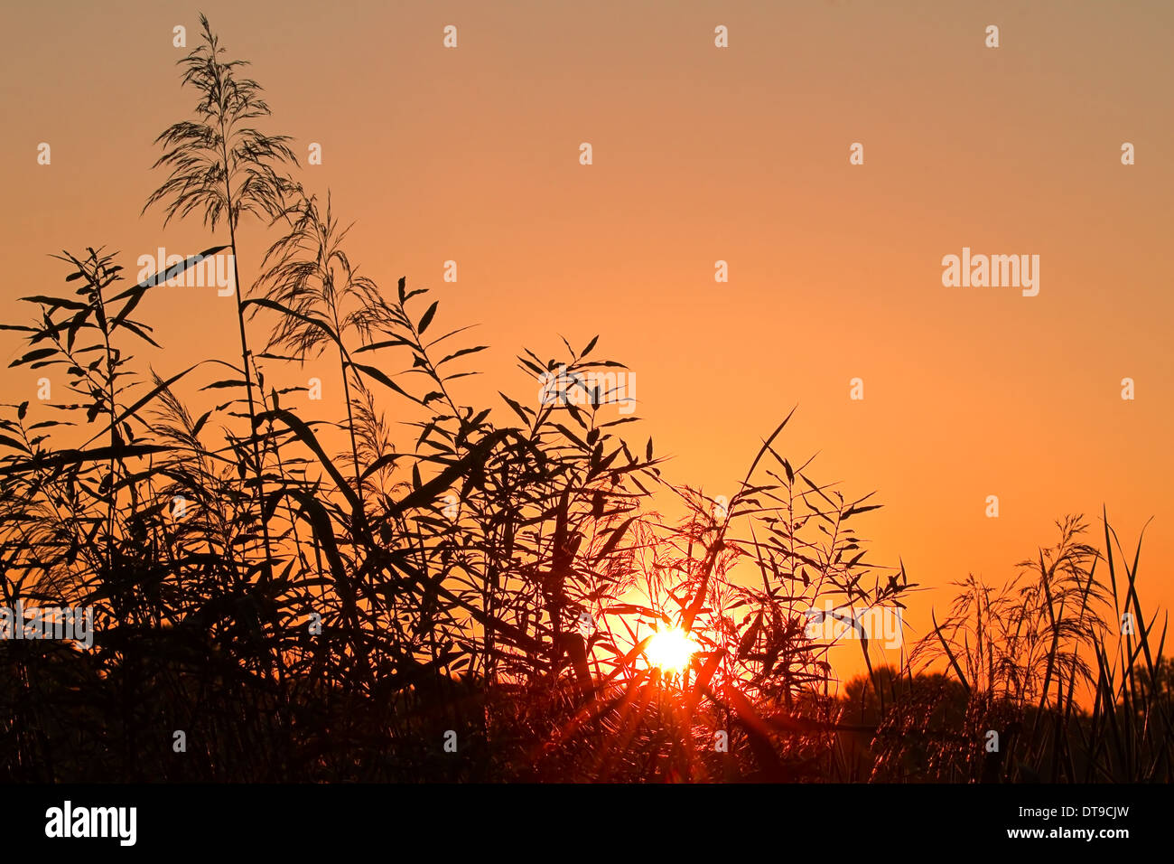 Reed silhouettes and halo around the sun at orange sunrise foretelling bad weather later on the day Stock Photo