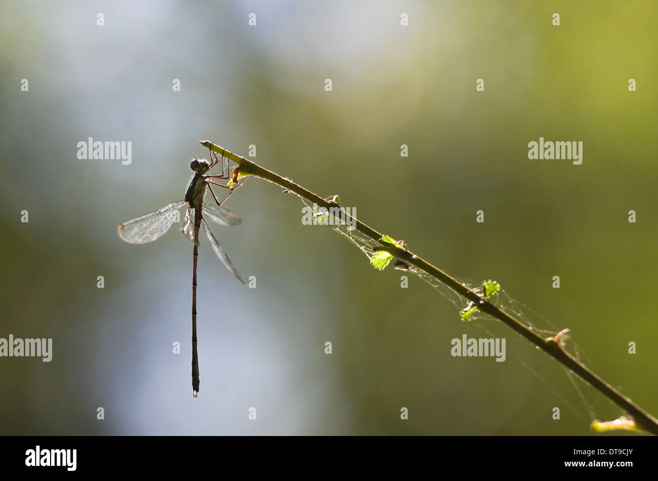 Emerald damselfly or Lestes virides attached to a branch at the waterside on summer morning Stock Photo
