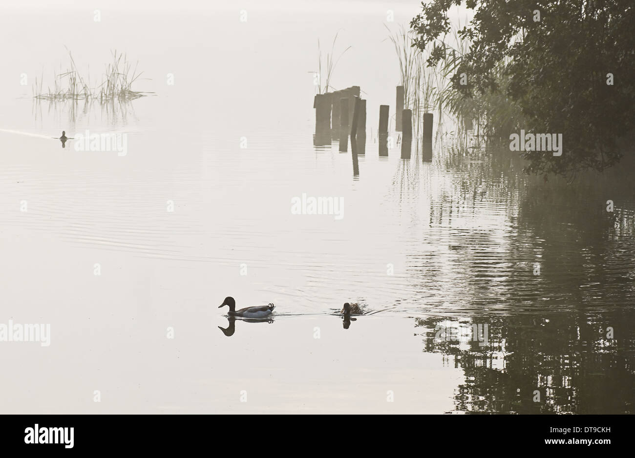 Swimming ducks on early summer morning  before sunrise at the lake Stock Photo