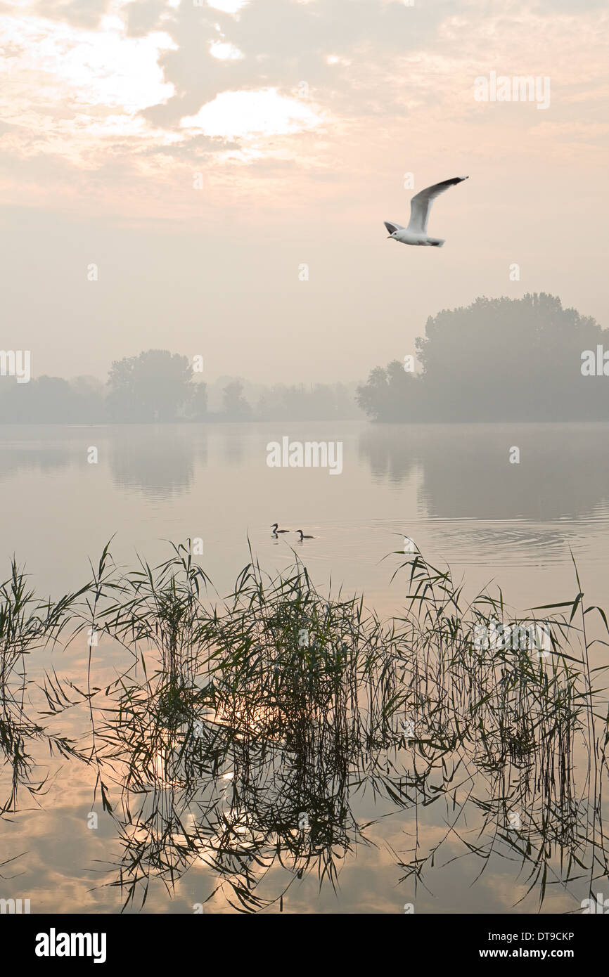 Birds, reed and a misty sunrise at the lake Stock Photo