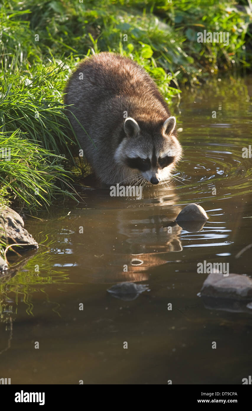 Common raccoon or Procyon lotor in evening sun searching for food in water - vertical Stock Photo
