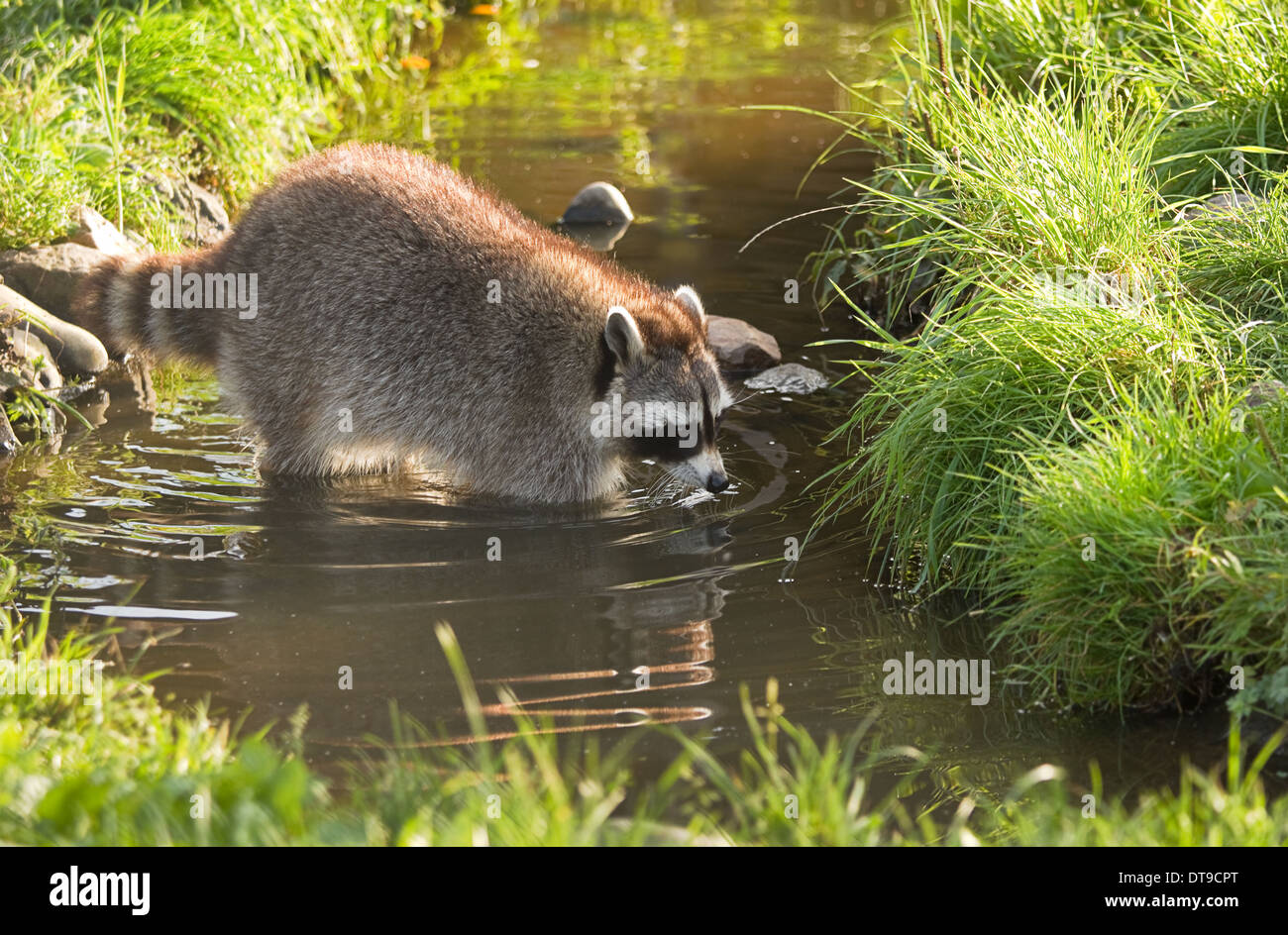 Common raccoon or Procyon lotor in evening sun searching for food in water Stock Photo
