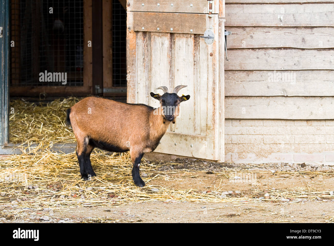 Brown goat on farm on summer evening standing next to barndoor Stock Photo
