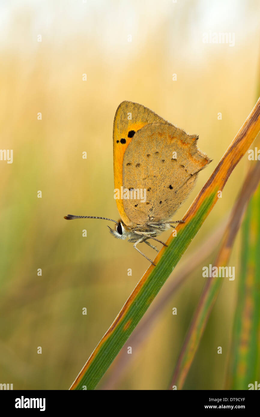 Small Copper Butterfly, (Lycaena phlaeas), adult, resting on grass in early morning, Devon, England, August Stock Photo