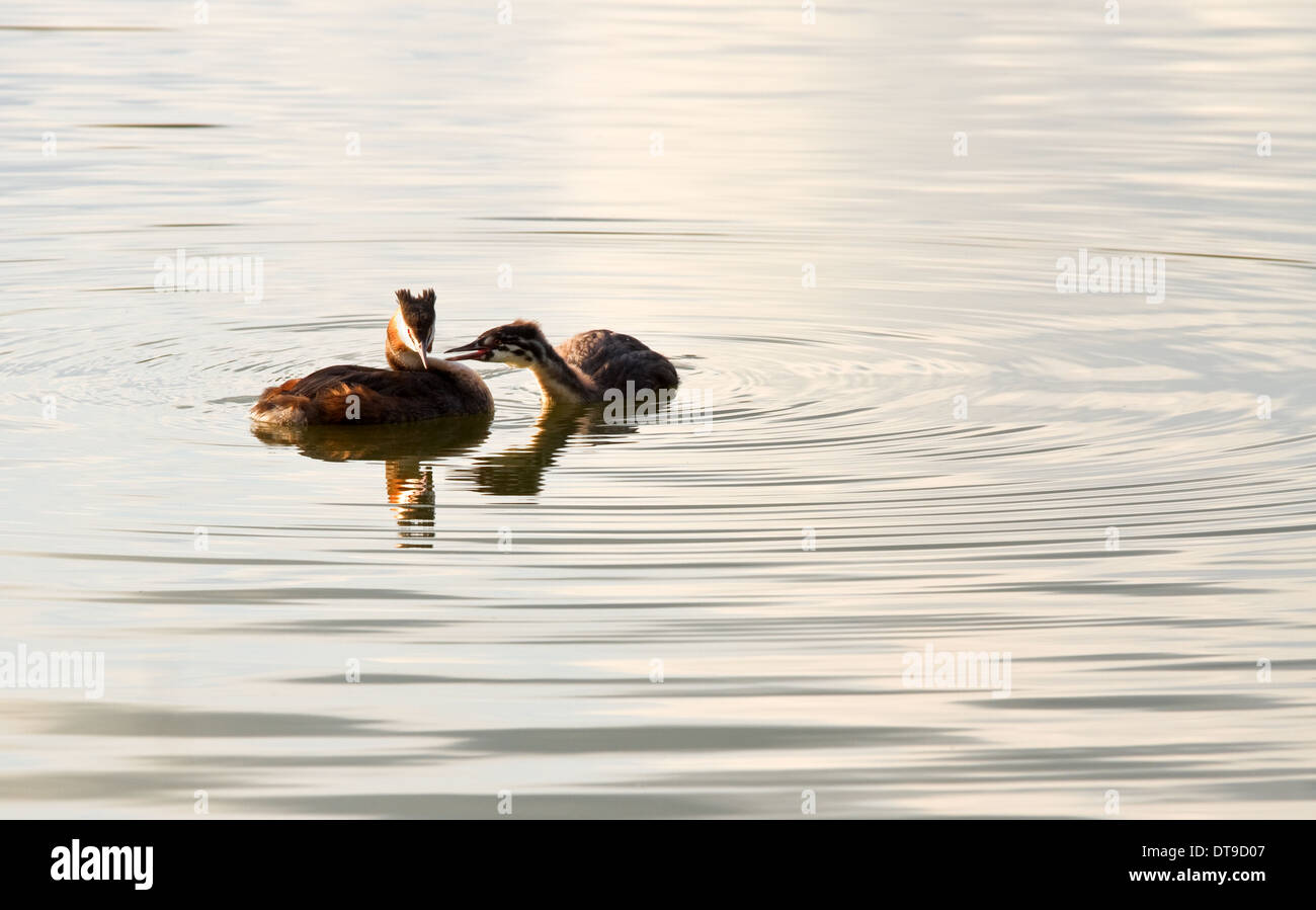 Female Great Crested Grebe ignoring young adult begging for food in evening light on the lake Stock Photo