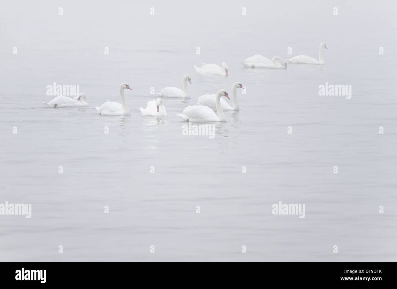 White Mute Swans or Cygnus olor in myst on the river Stock Photo