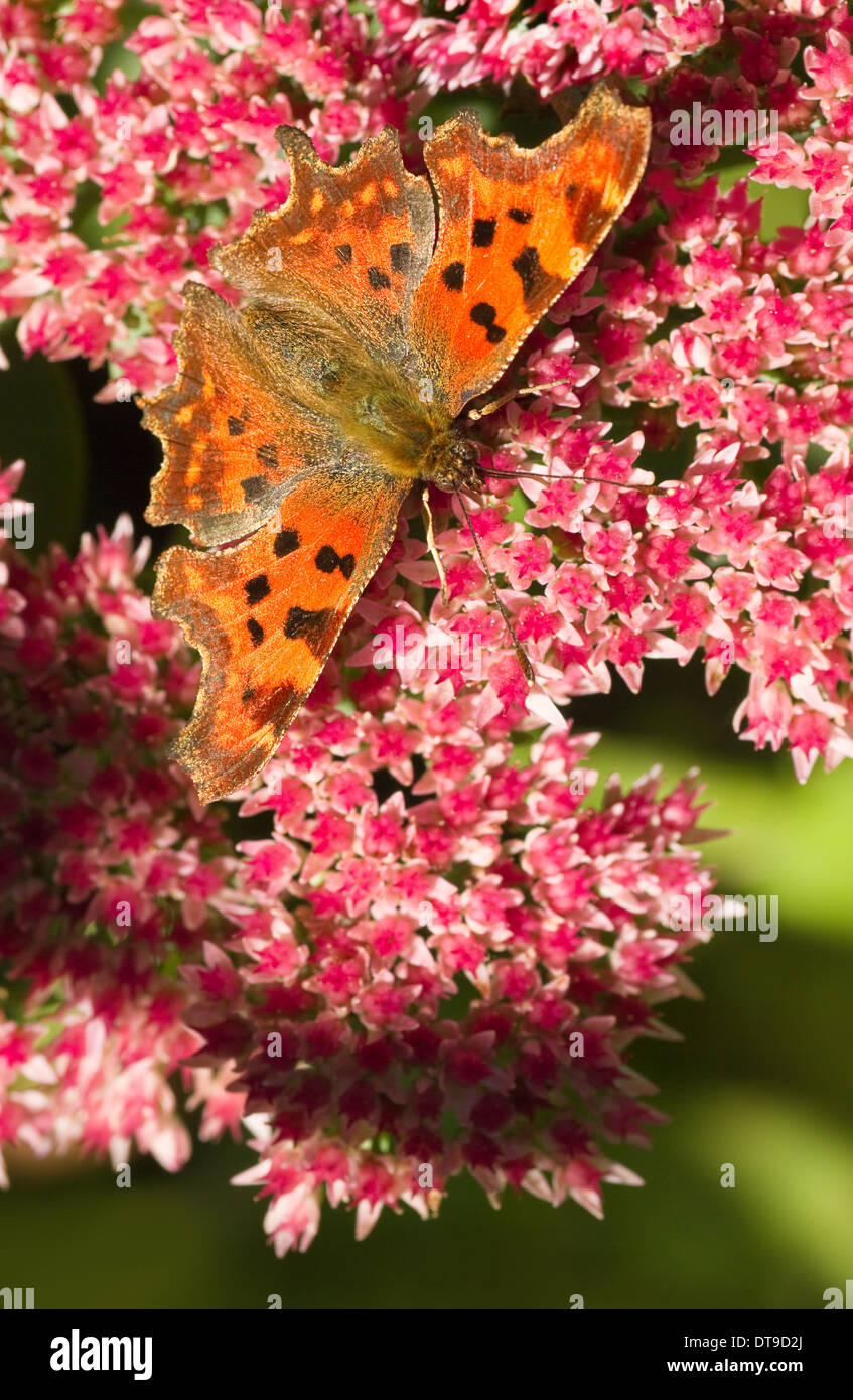 Comma butterfly or Polygonia c-album feeding on Sedum flowers in summersun Stock Photo