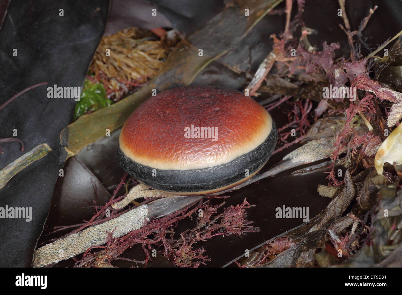 Sea bean , Hamburger bean , Horse eye bean, Mucuna sloanei, Cornwall UK