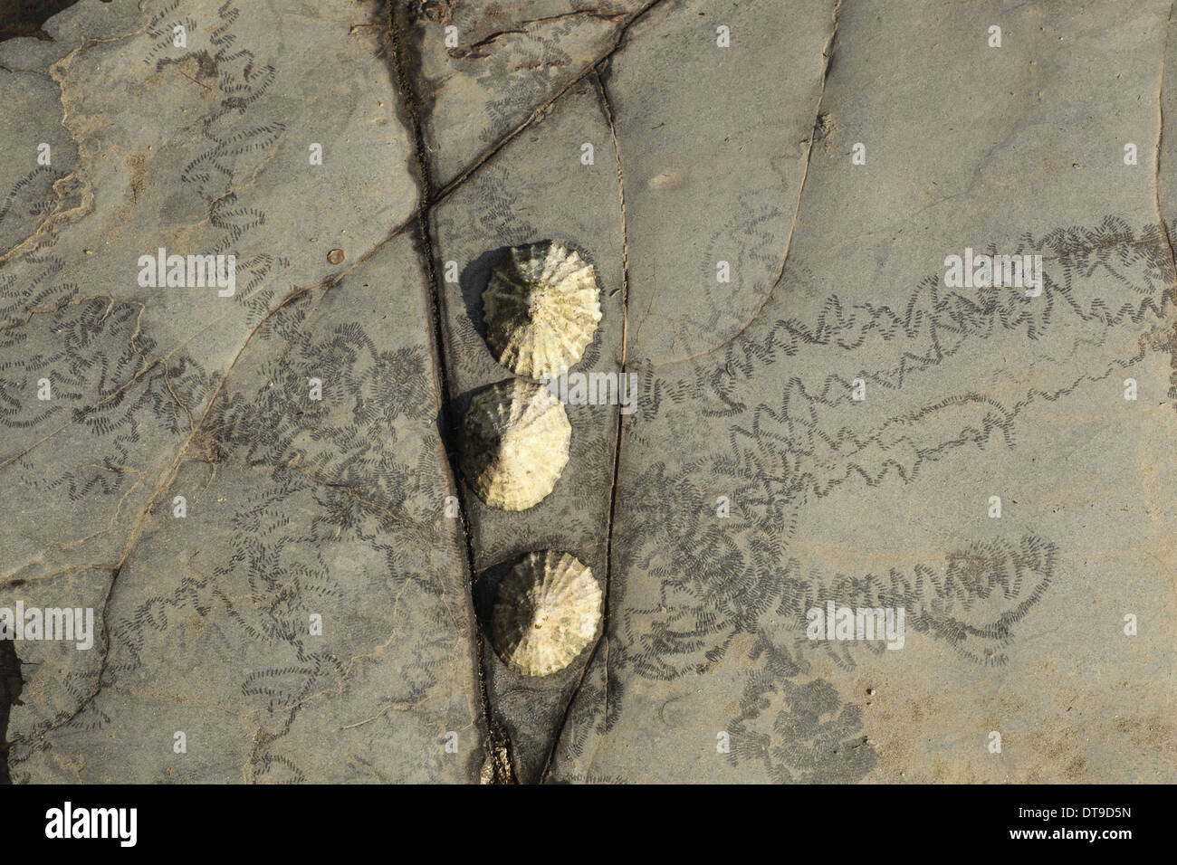 Limpet tracks , Patella vulgata, Kimmeridge Dorset UK August Stock Photo