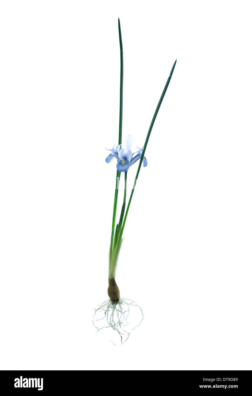 dwarf iris. reticulata cantab Stock Photo