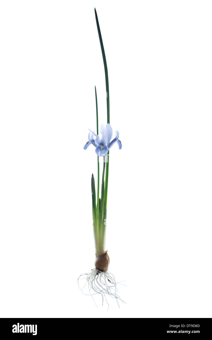 dwarf iris. reticulata cantab Stock Photo