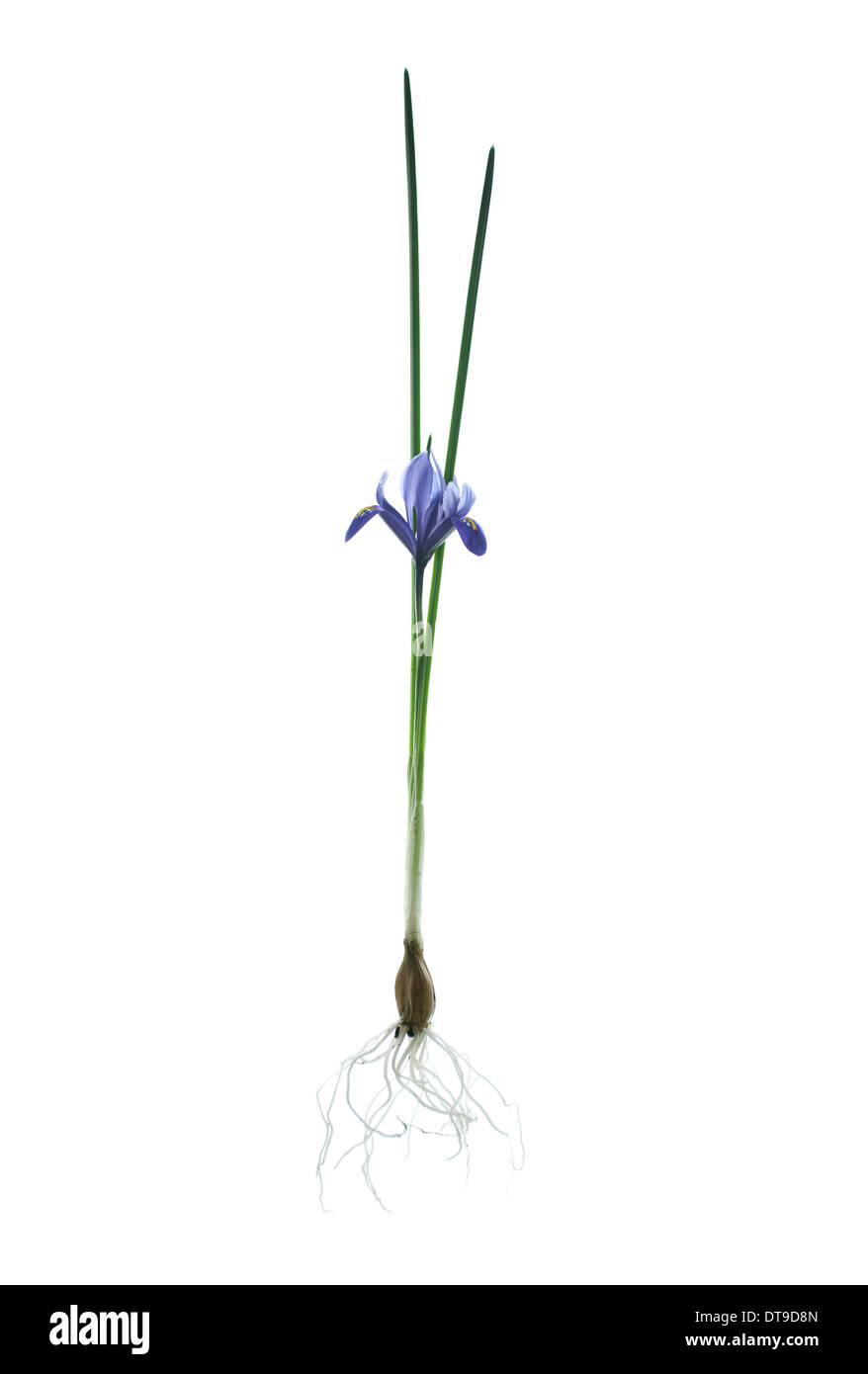 dwarf iris harmony, bulous iris Stock Photo