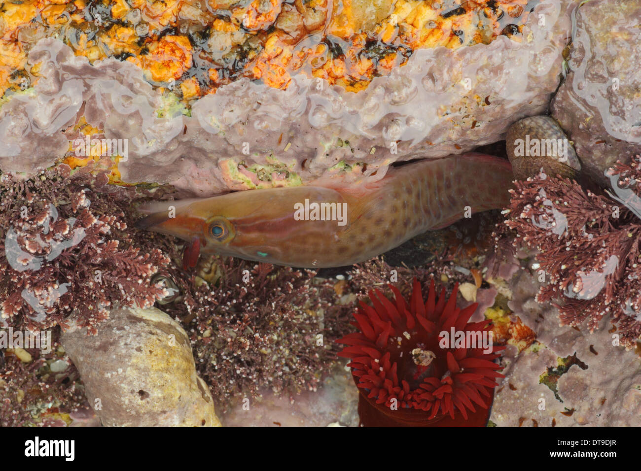 Shore Clingfish, Lepadogaster purpurea, in rockpool, Sennon cove Cornwall UK November Stock Photo