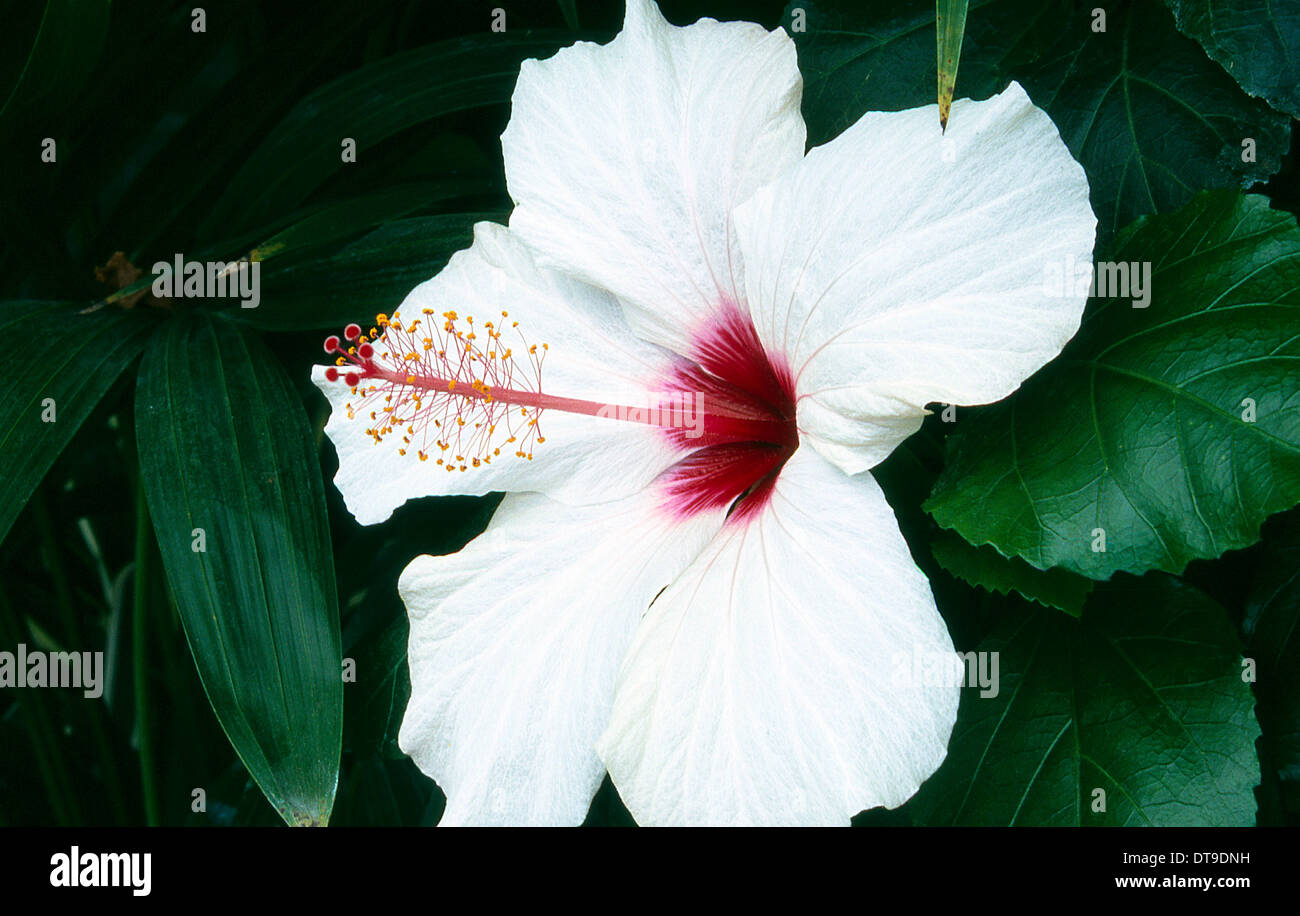 Hibiscus rosa sinensis hi-res stock photography and images - Alamy