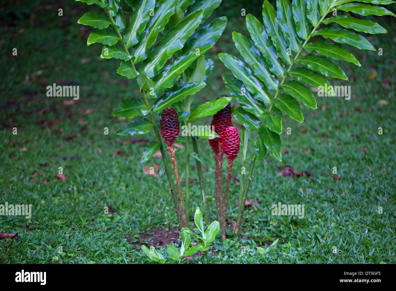 Shampoo or Pinecone Ginger (Zingiber zerumbet). Plant with red cones. Savegre. Costa Rica. Central America. Stock Photo