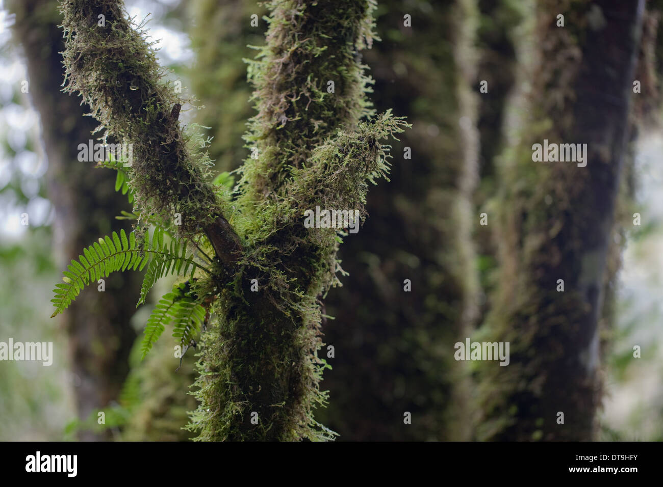 Ferns and Mosses. Epiphytes. Tree Limb. Savegre. San Gerardo de Doto. Costa Rica. Stock Photo