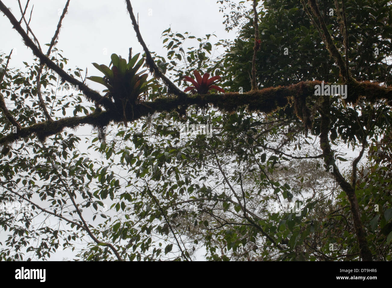 Bromeliads. Mosses. Epiphyte. Growing and supported by a host tree. Savegre. San Gerardo de Doto. Costa Rica. Stock Photo