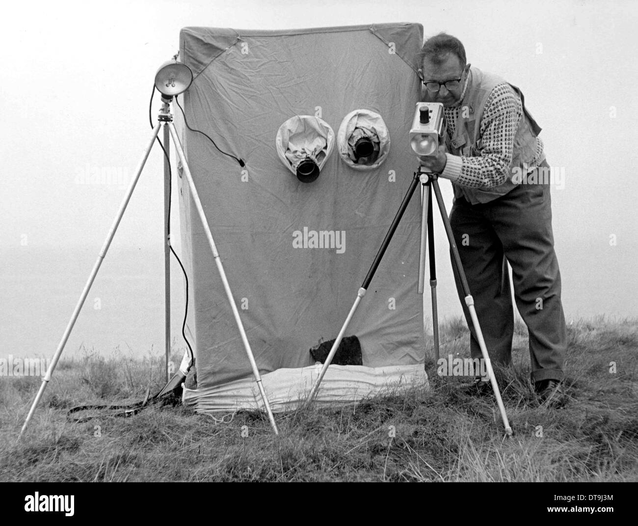Eric Hosking adjusting electronic flash equipment by a bird hide - late 1950's Stock Photo