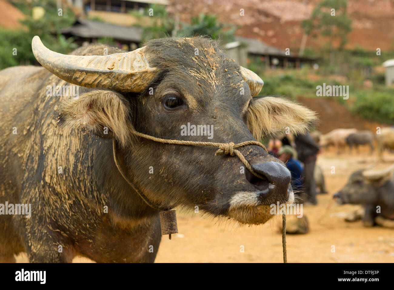 Portrait of a Buffalo at the Can Cau market in North-West Vietnam Stock Photo