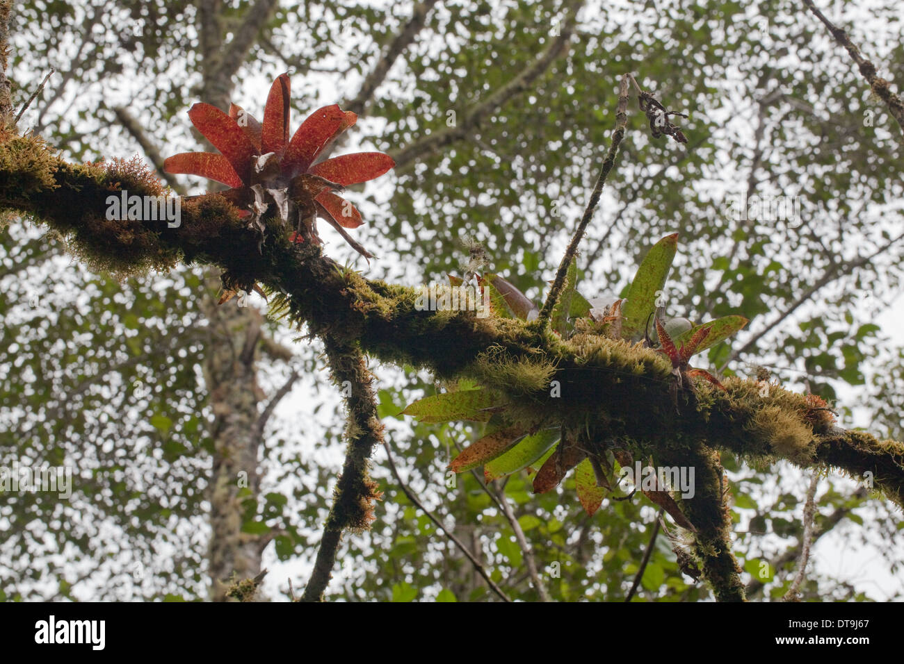 Bromeliads growing along a tree trunk. Tropical cloud forest. Costa Rica. Stock Photo