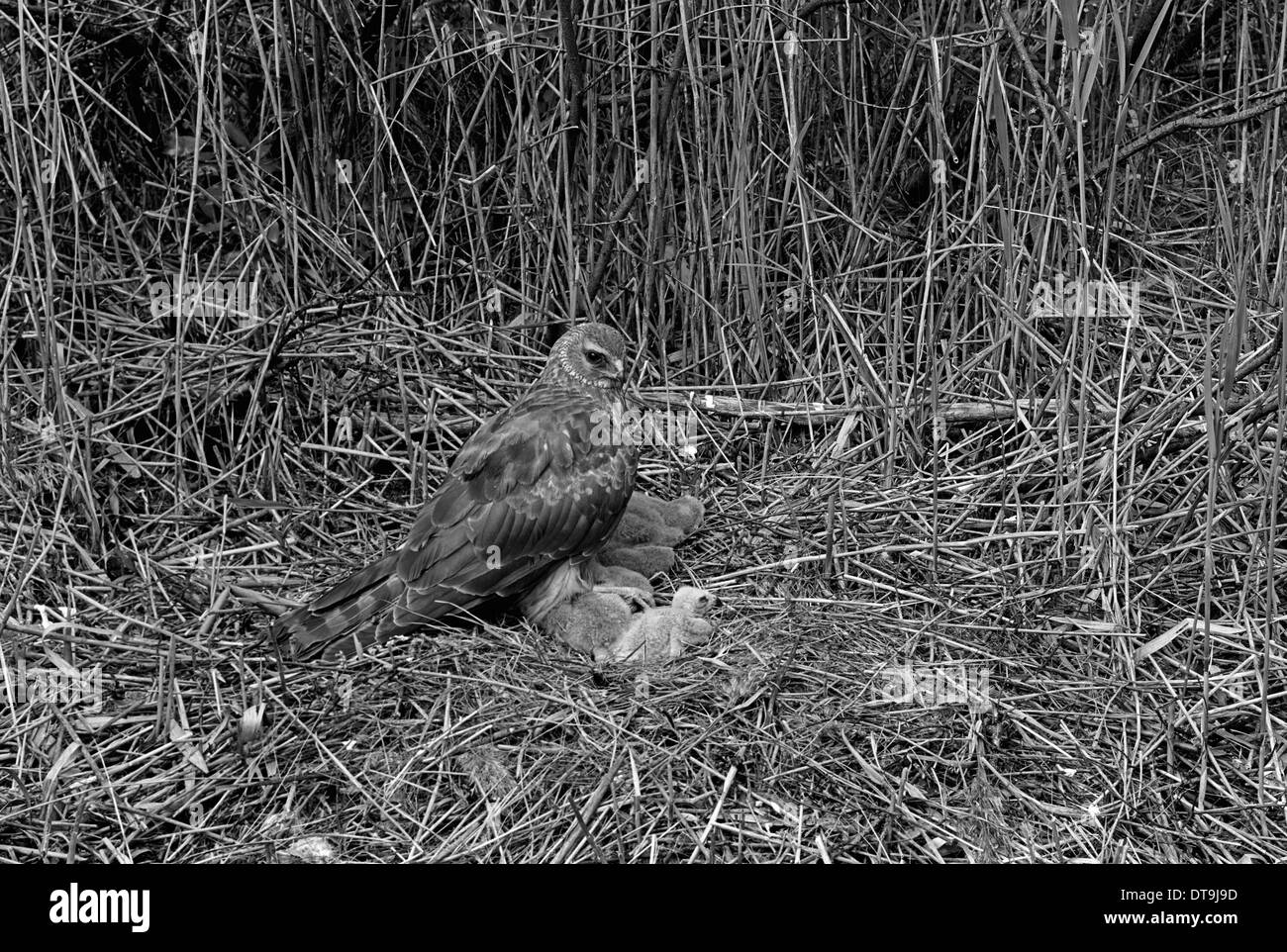 Hen Harrier at nest Tupos, Finland. Taken by Eric Hosking in 1958 Stock ...
