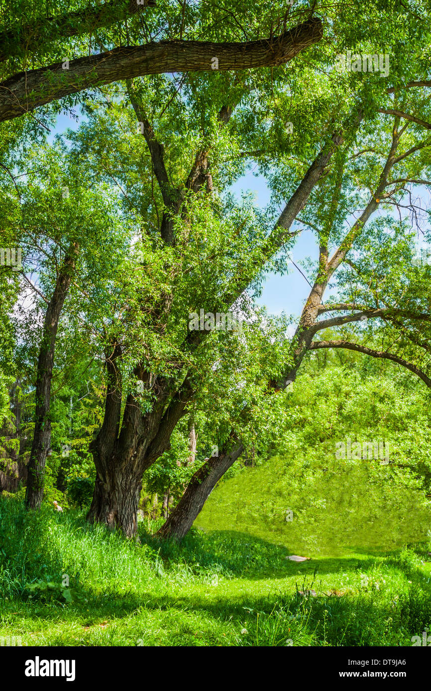 Summer wood leaves hi-res stock photography and images - Alamy