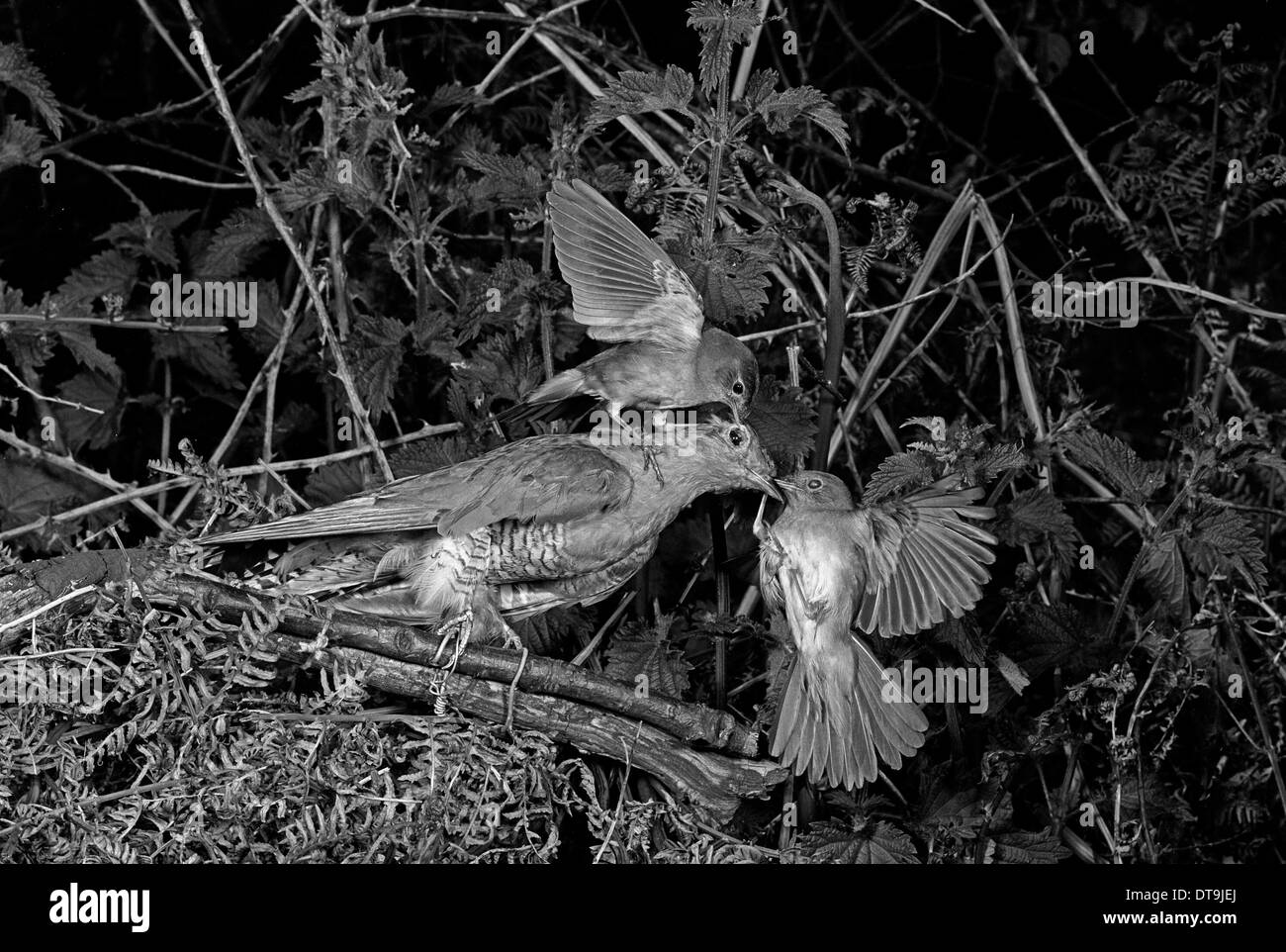 Nightingale attaching a stuffed Cuckoo - Staverton Suffolk. Taken by Eric Hosking in 1948 Stock Photo