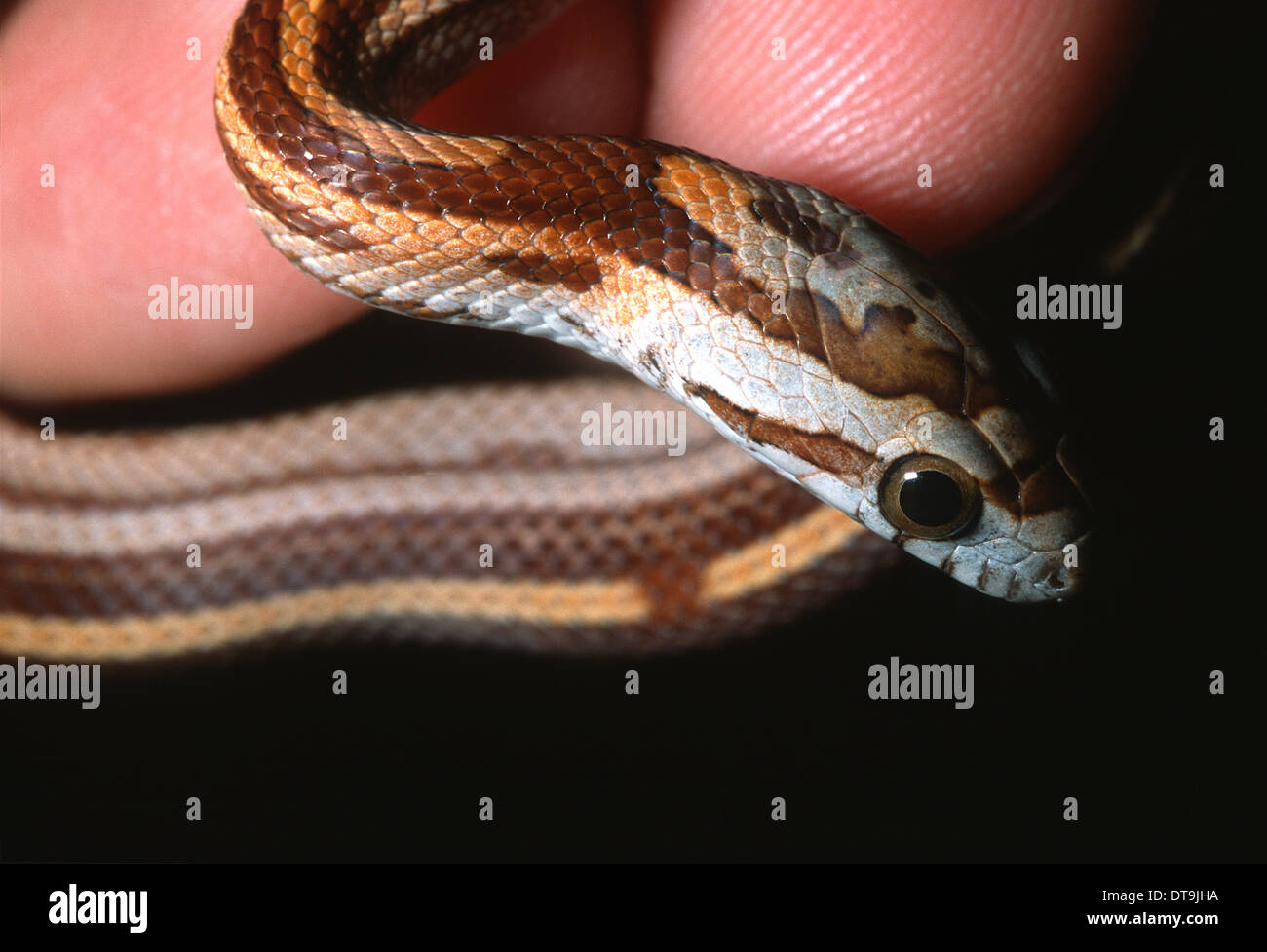 Young corn snake pantherophis guttatus hires stock photography and