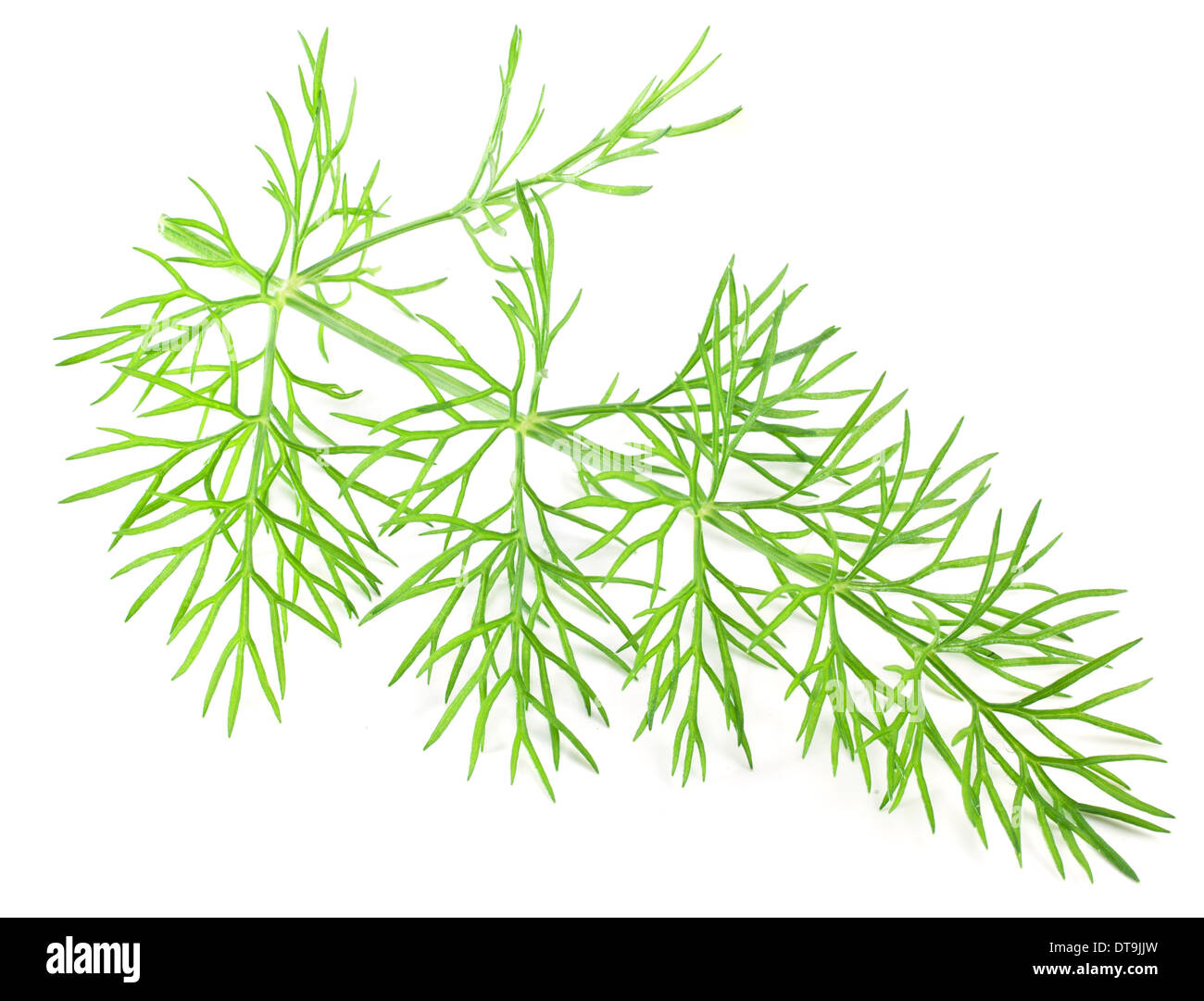 Green dill isolated on a white background. Macro shot. Stock Photo
