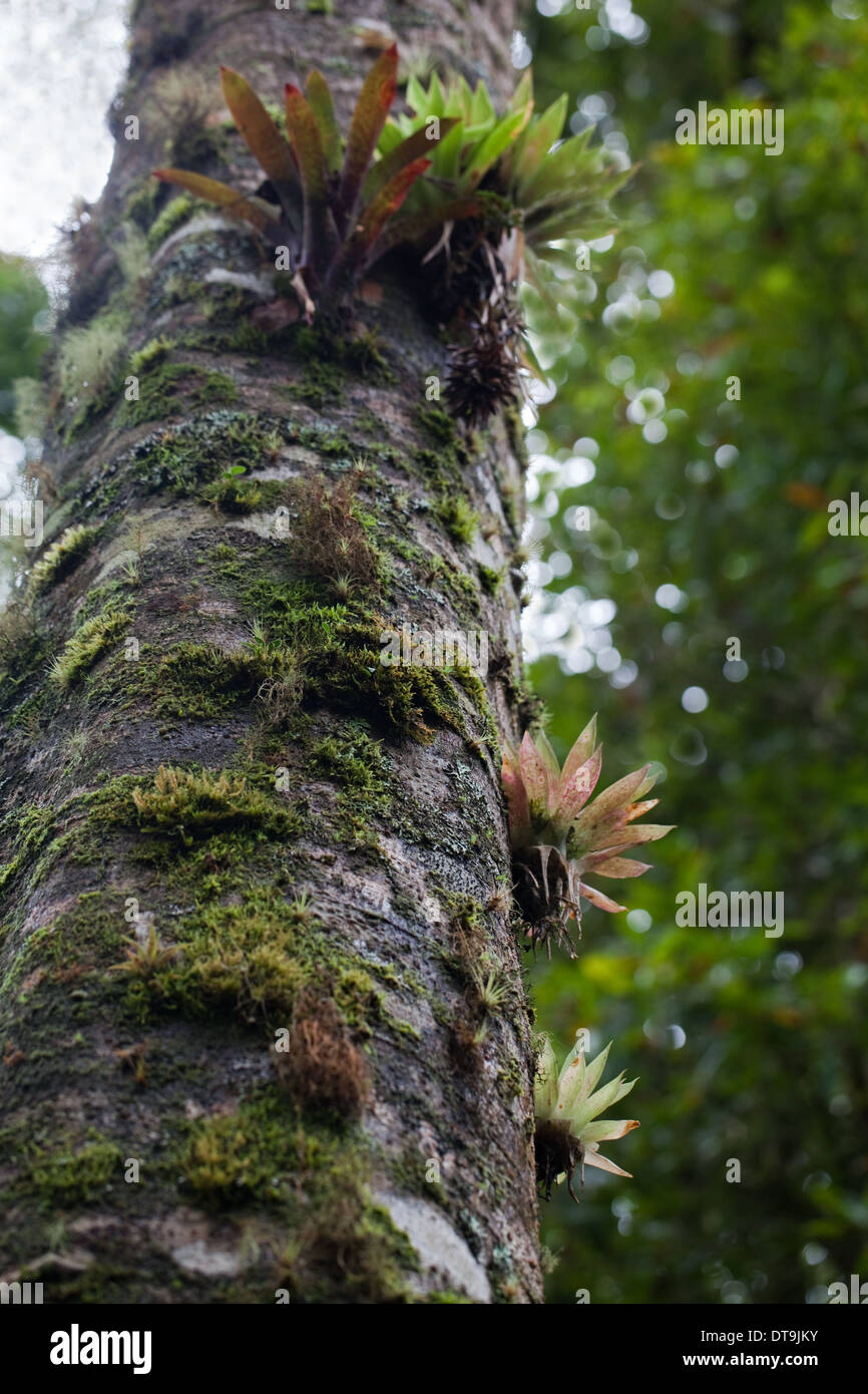 Bromeliads. Epiphyte. Growing amongst mosses and supported by a host tree. Costa Rica. Stock Photo