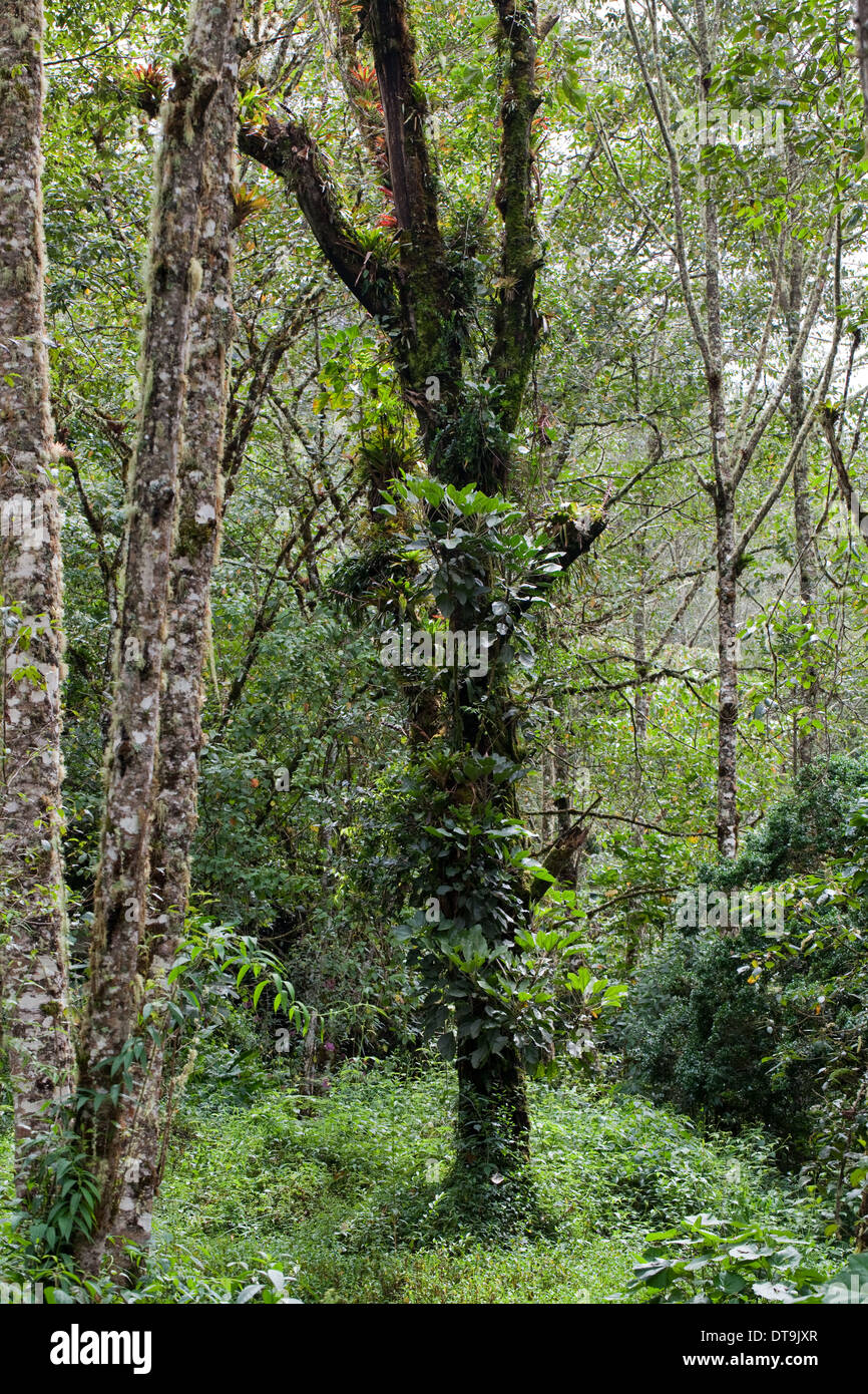Bromeliads. Epiphyte. Growing, festooned, on a supporting host tree. Costa Rica. Central America. Stock Photo