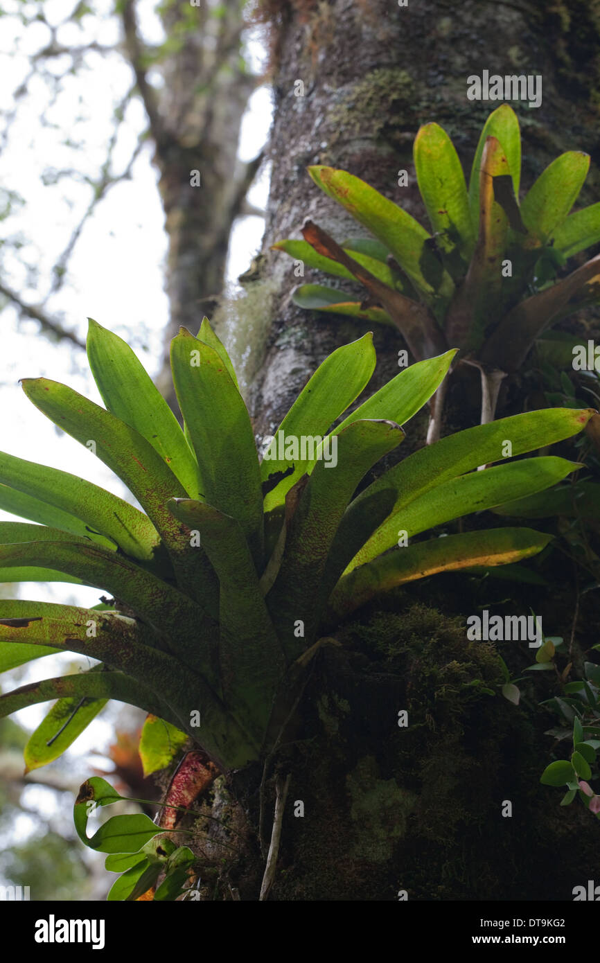 Bromeliads growing from a tree trunk. Tropical cloud forest. Costa Rica. Stock Photo