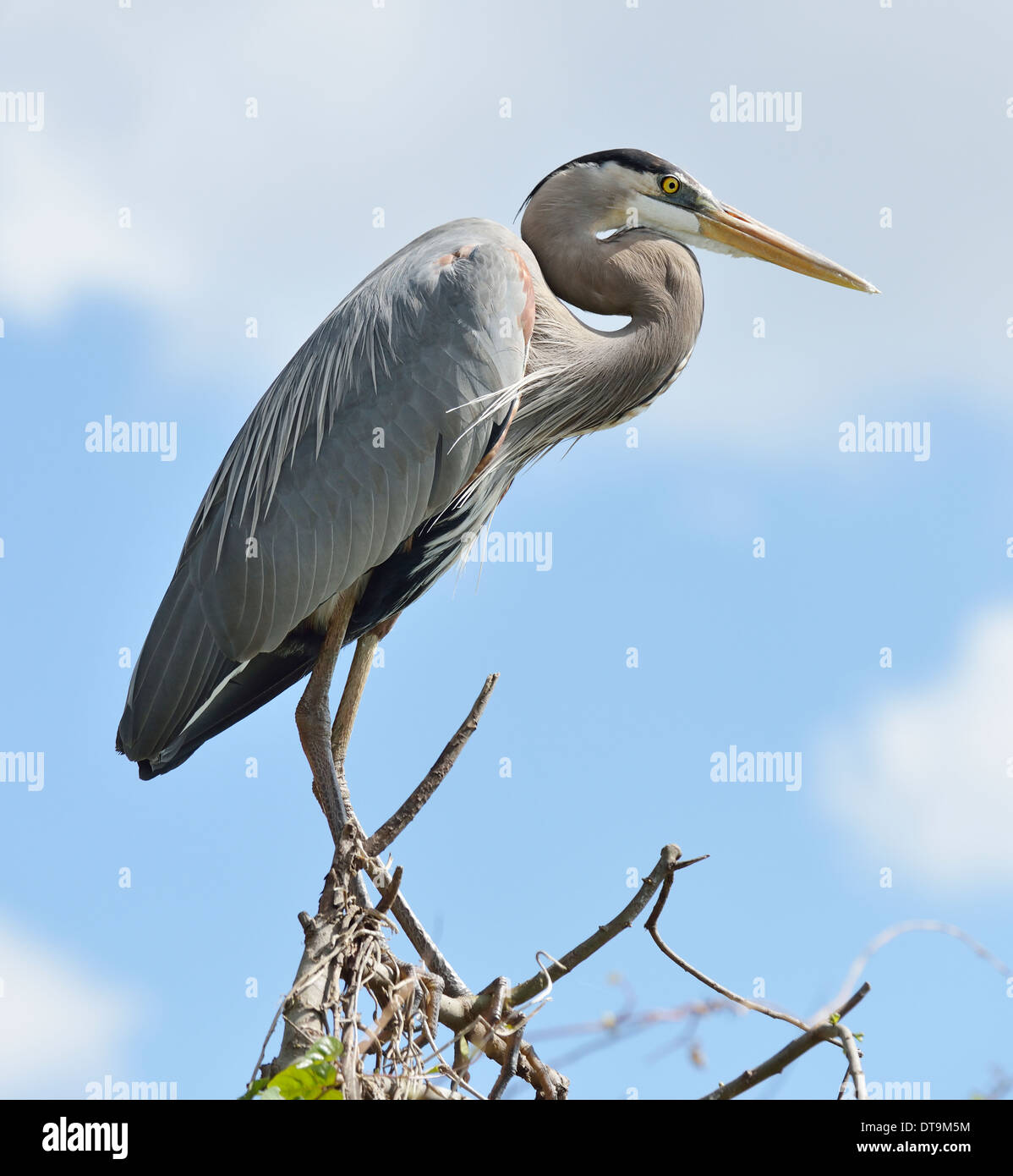 Great Blue Heron Perching On Tree Branches Against Blue Sky Stock Photo