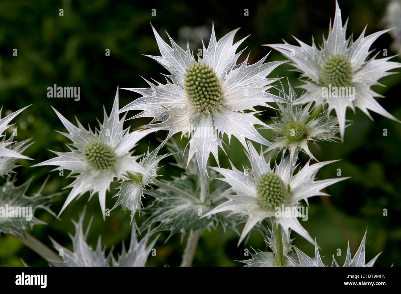 Eryngium giganteum 'Silver Ghost' / tall eryngo Stock Photo 66596537