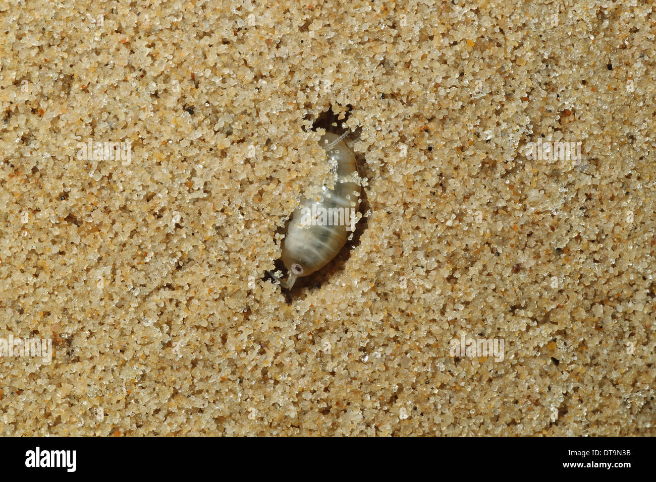 Common Sandhopper (Talitrus saltator) adult, burrowing in sand (captive) Stock Photo