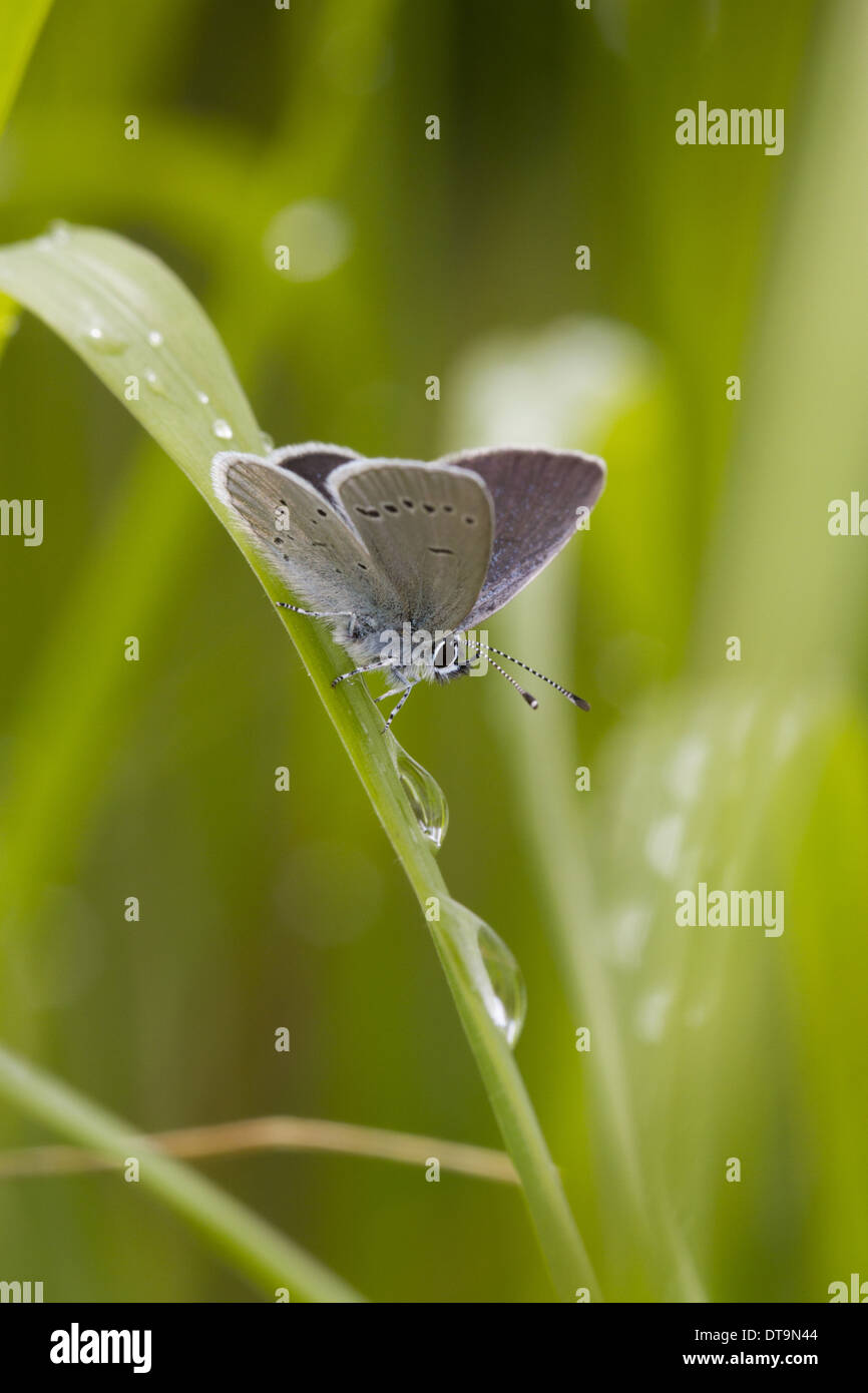 Small Blue (Cupido minimus) adult male, resting on grass after rainfall, Malling Down, East Sussex, England, June Stock Photo