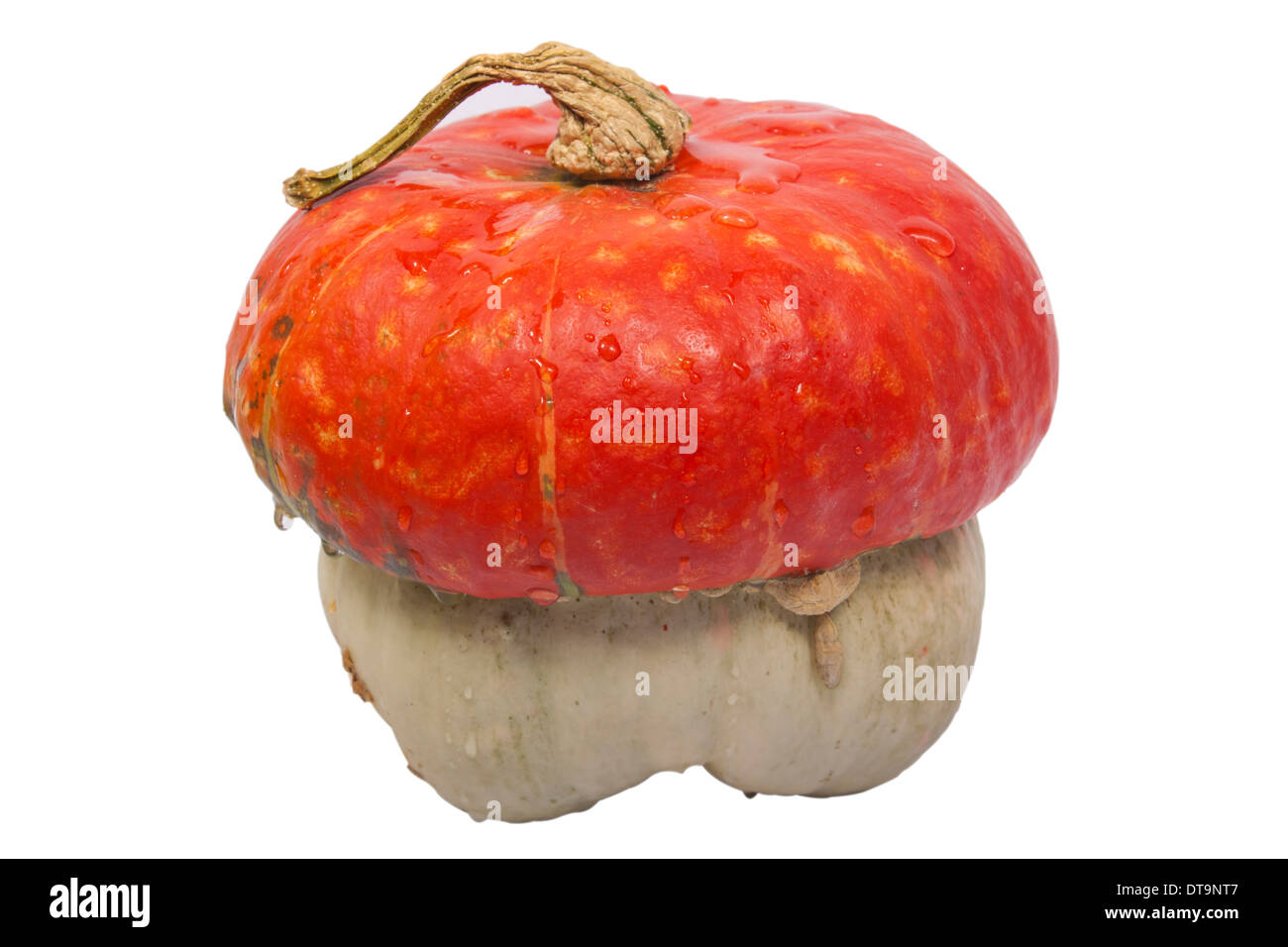 Wet pumpkin with hat, isolated on a white background Stock Photo