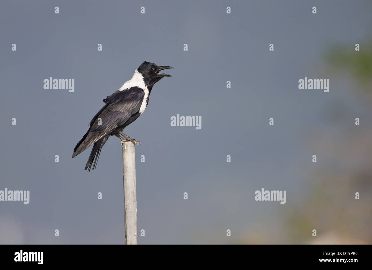 Collared Crow (Corvus torquatus) adult, calling, perched on pole, Hong Kong, China, September Stock Photo