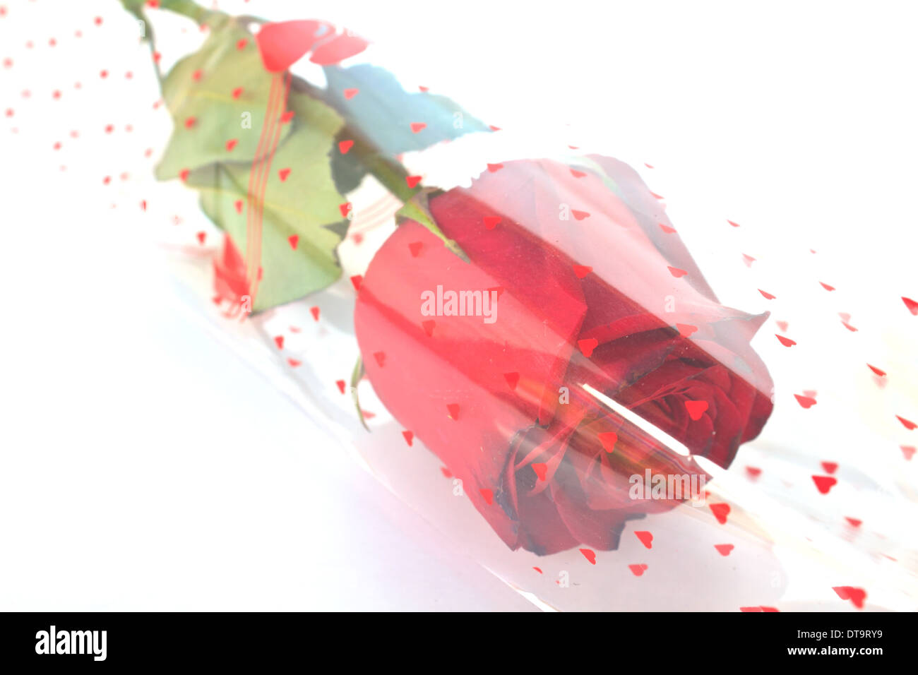 Single beautiful red rose isolated on white background Stock Photo - Alamy