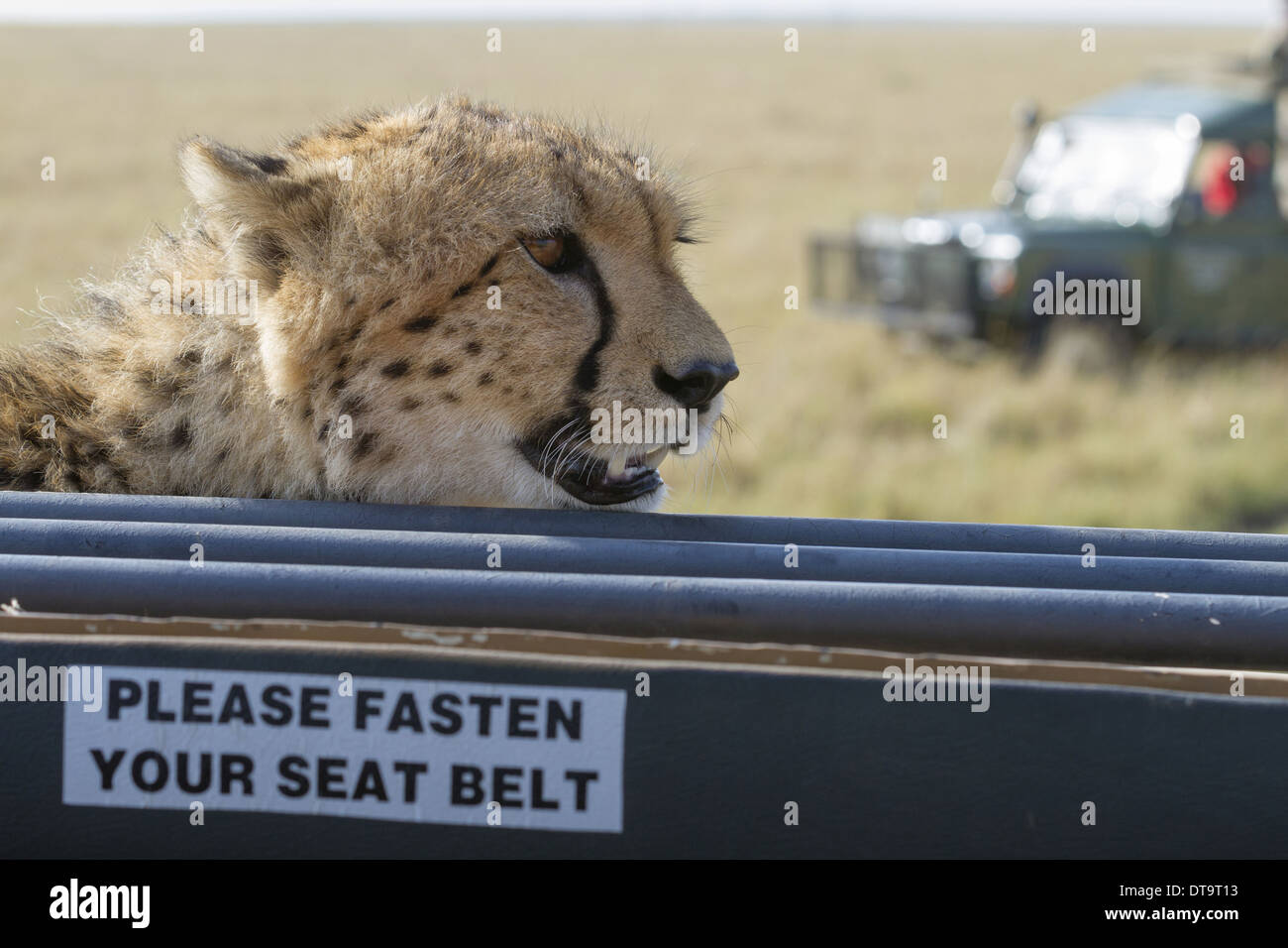 Cheetah (Acinonyx jubatus raineyii) adult close-up of head resting on safari vehicle with 'Please Fasten Your Seat Belt' sign Stock Photo