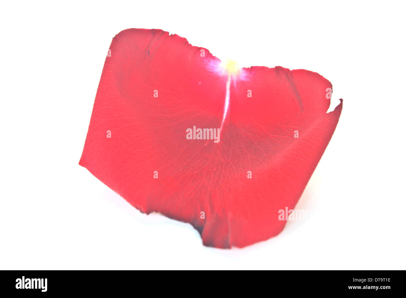 Single beautiful red rose isolated on white background Stock Photo - Alamy