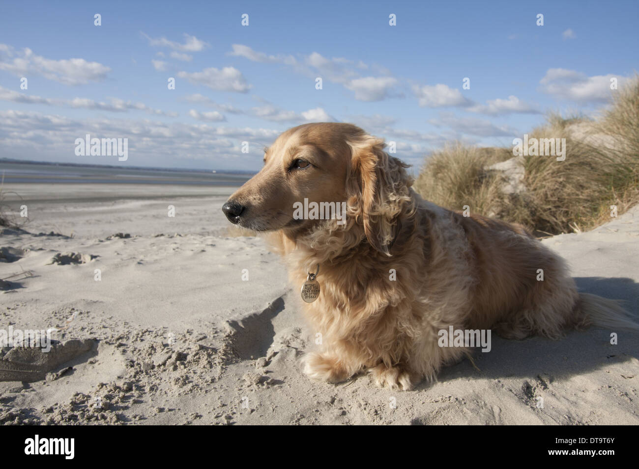 Domestic Dog Long Haired Miniature Dachshund Adult Sitting On