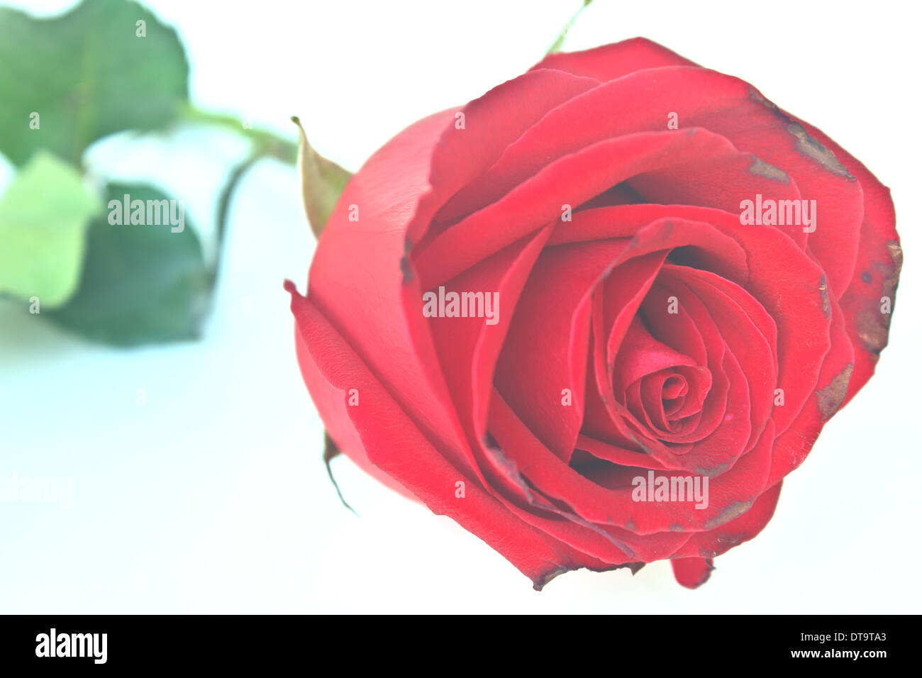 Single beautiful red rose isolated on white background Stock Photo - Alamy