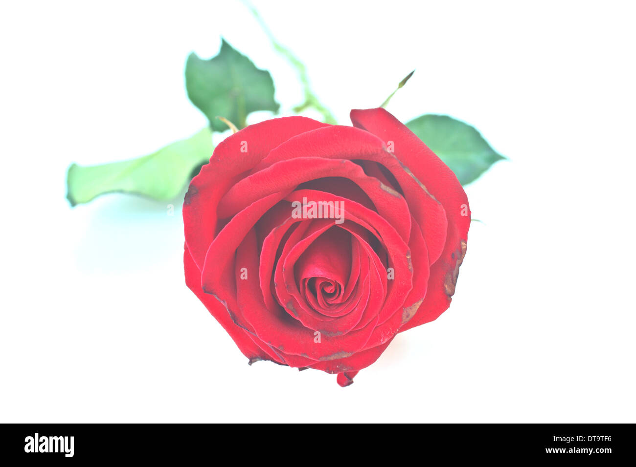 Single beautiful red rose isolated on white background Stock Photo - Alamy