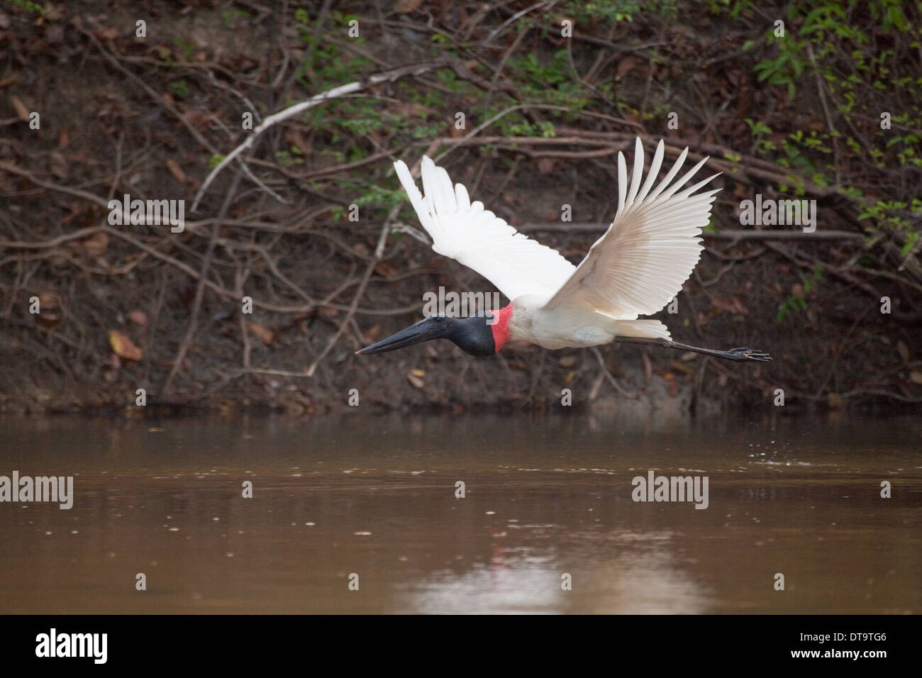 Jabiru Stork (Jabiru mycteria). Flight. Take off. Rupununi River. Guyana. Stock Photo