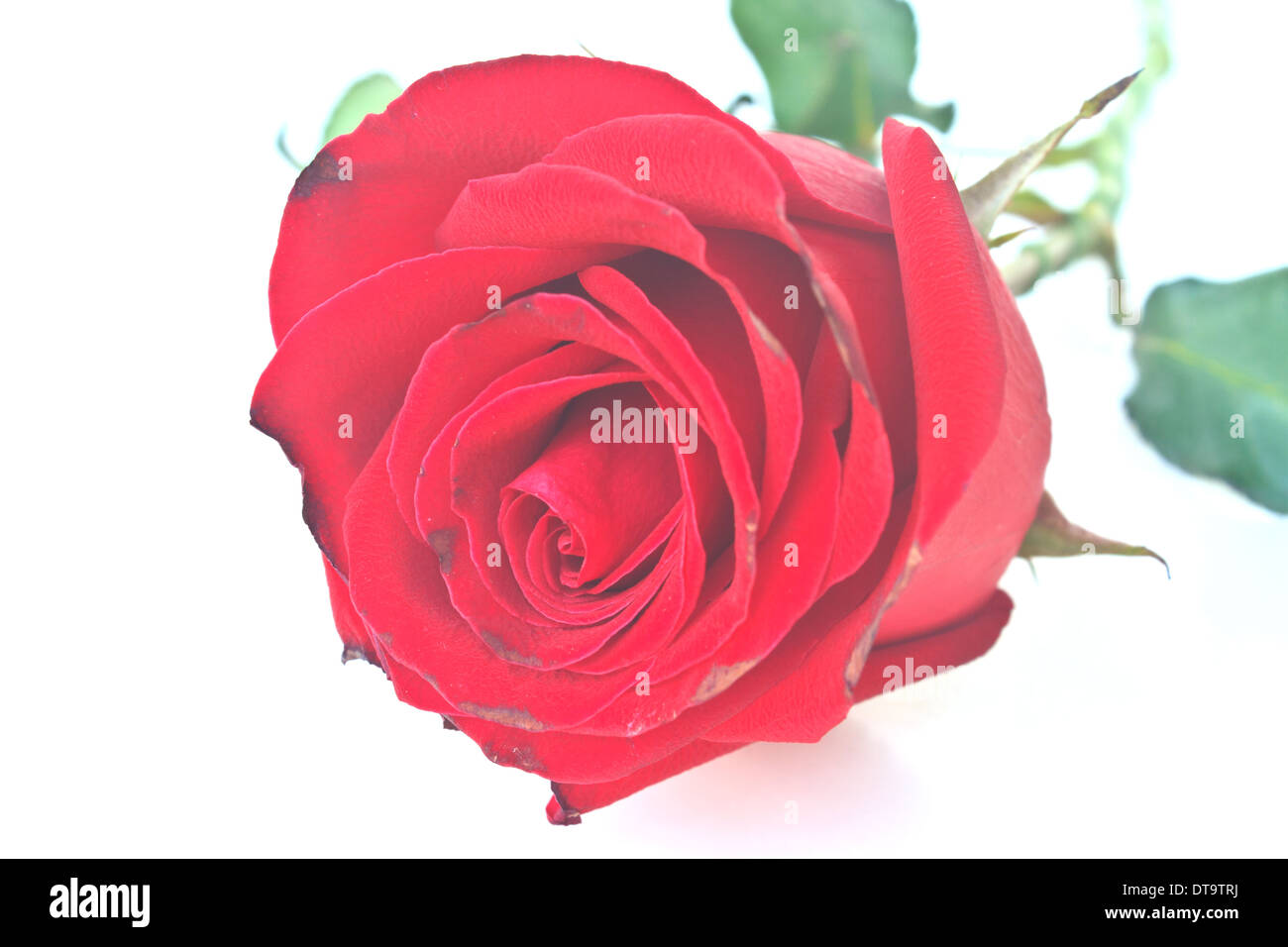 Single beautiful red rose isolated on white background Stock Photo - Alamy