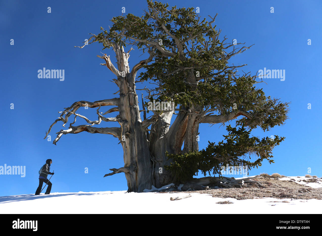 hiker  walking past Great Basin bristlecone pine trees Cedar Breaks National Monument Utah Stock Photo